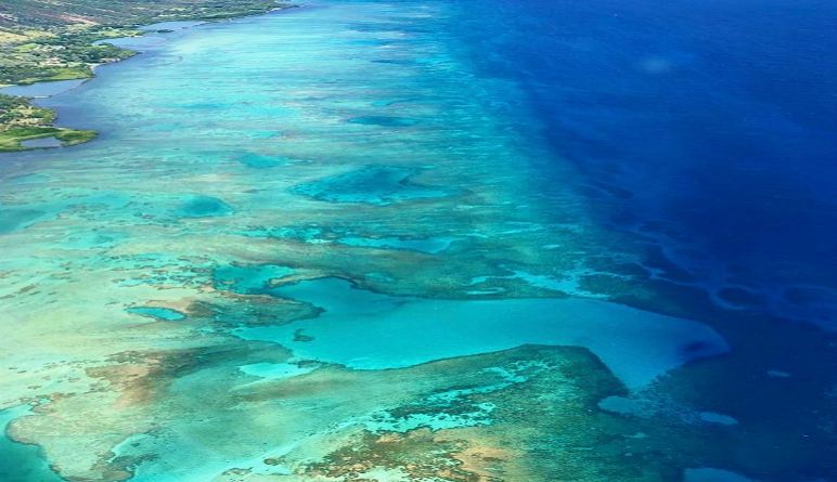 Maui reefs coral background