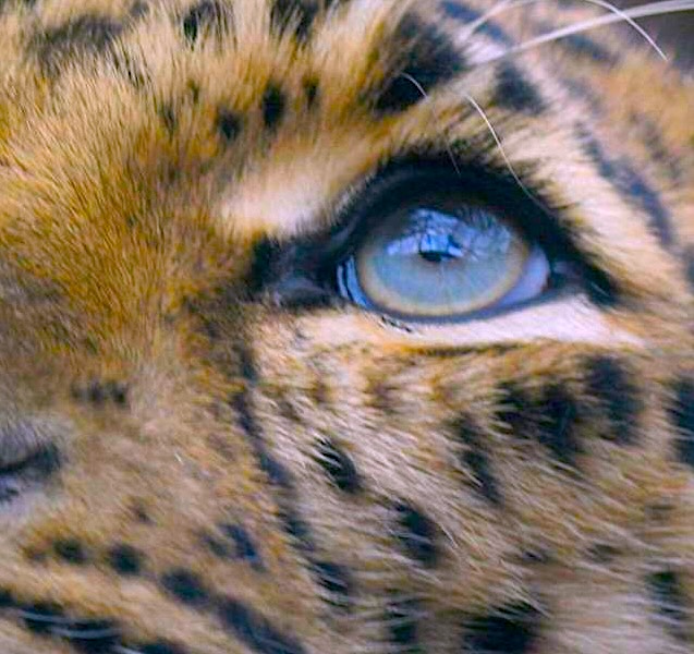 Leopard